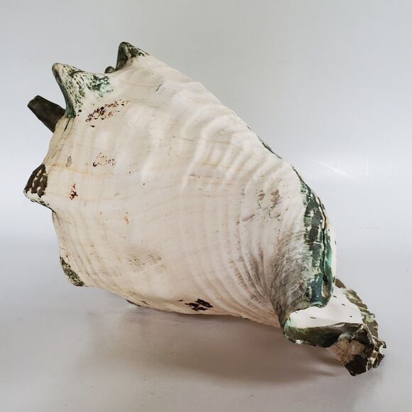 60s Lg Natural Queen Conch Seashell 12"x9"x6.5" Coral Pink Handpainted Vtg Shell - Picture 8 of 16